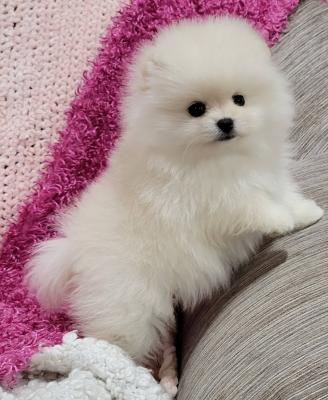 Pomeranian Puppies for sale.